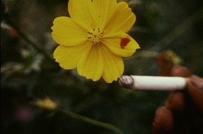 JardinSatelite