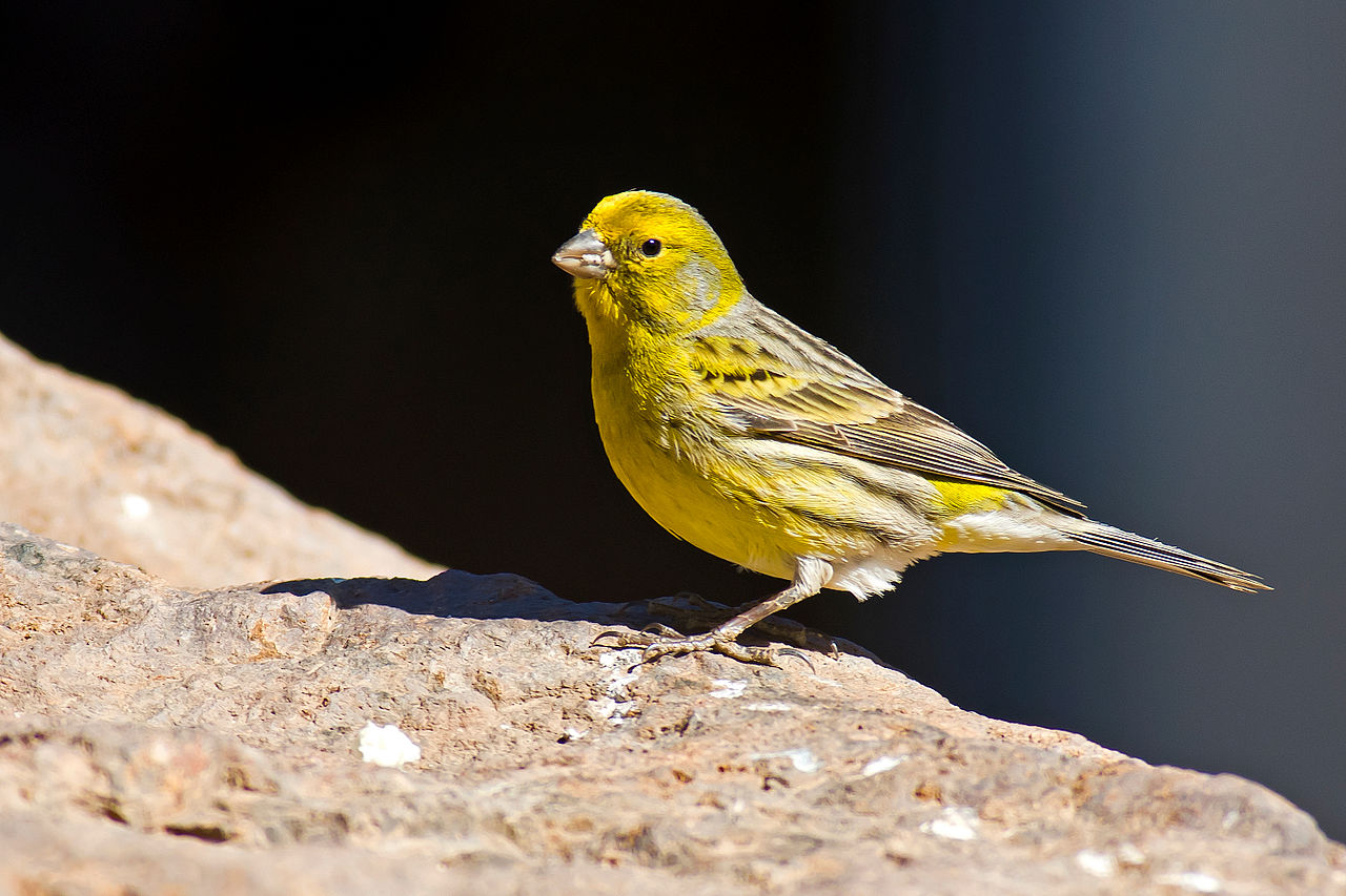 aves-canarias