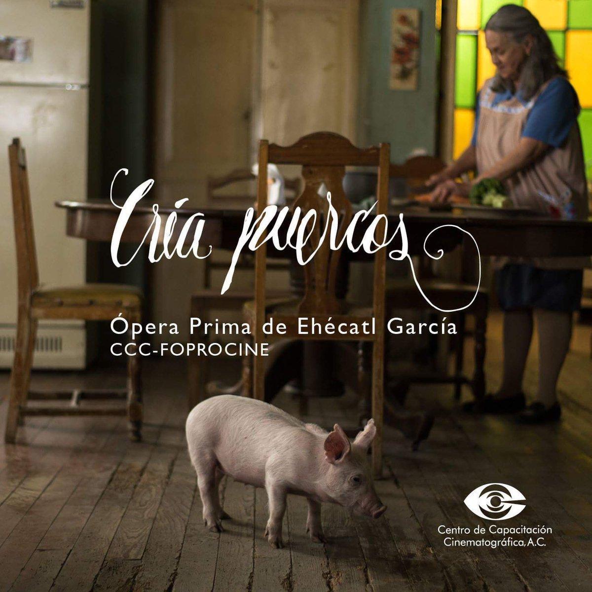 Craia_puercos-Ciclo-mexicano-CajaCanarias